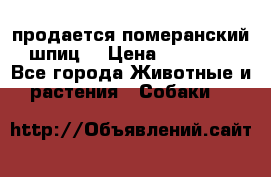 продается померанский шпиц  › Цена ­ 35 000 - Все города Животные и растения » Собаки   